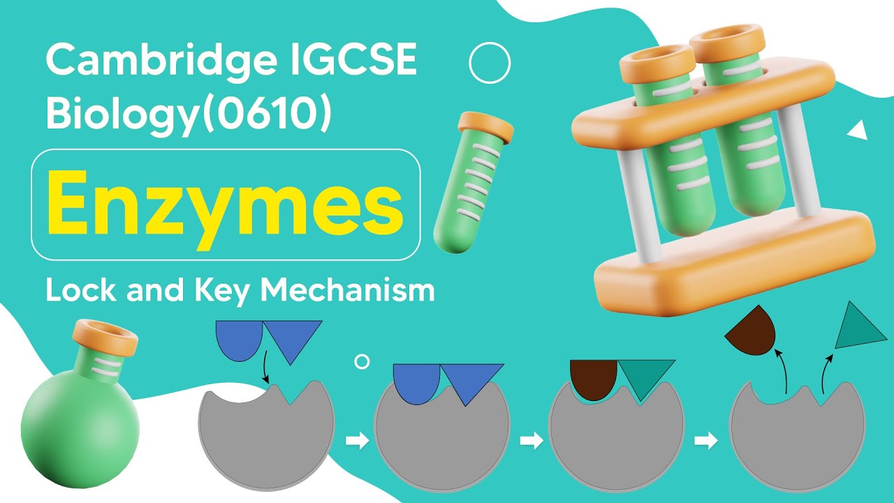 Unveiling the Secrets of Enzymes: The Intricate Lock and Key Mechanism | Cambridge IGCSE Biology