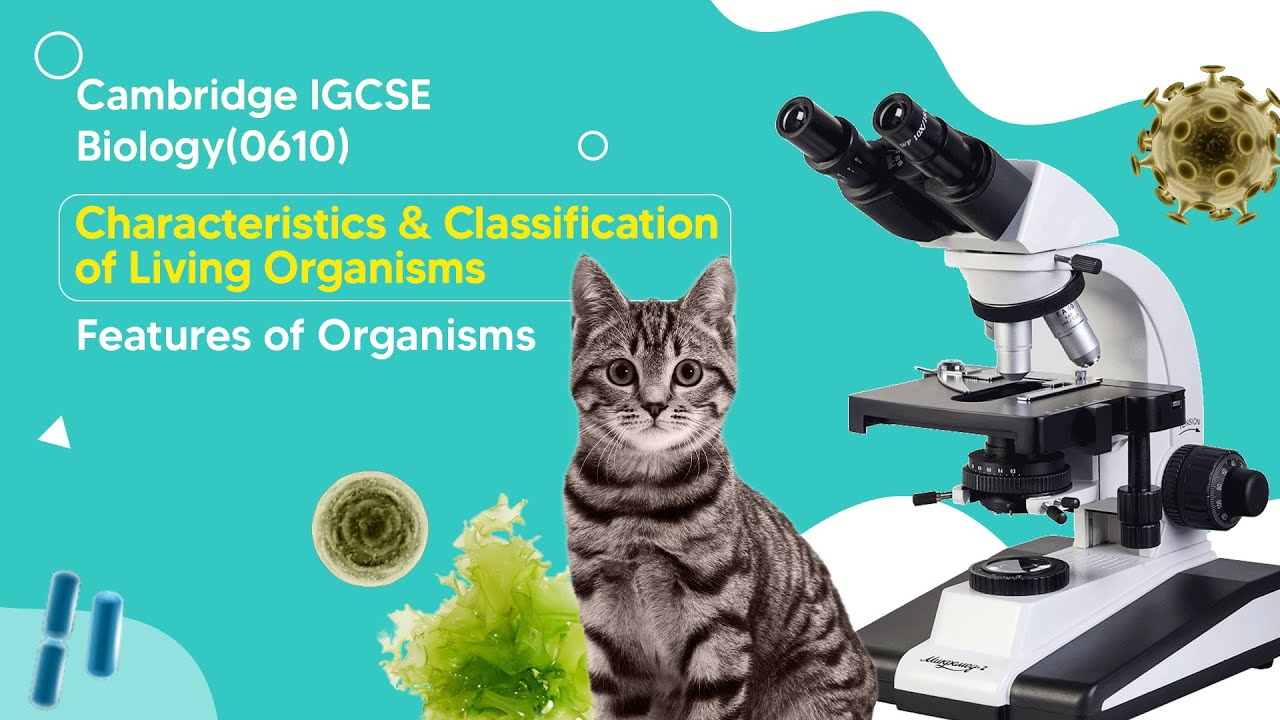 Features of Organisms : The Five Animal Kingdoms | IGCSE Biology Tutorial
