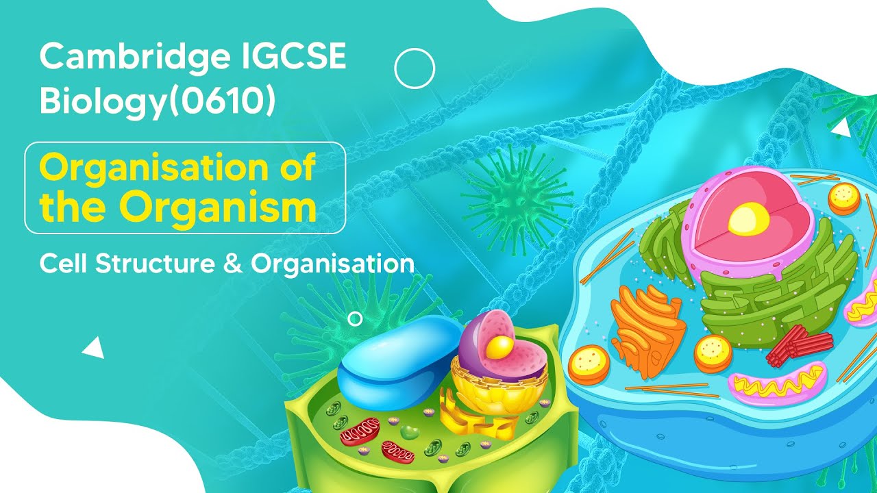 Marvels of Cell Structures : Animal Cell vs. Plant Cell | IGCSE Biology Explained