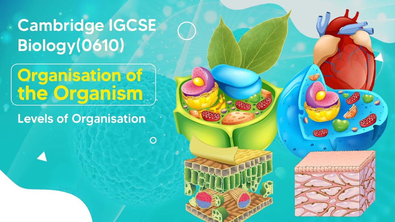 Discovering the Complexity : Exploring the Levels of Organization within Organisms