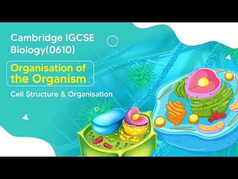 Marvels of Cell Structures : Animal Cell vs. Plant Cell | IGCSE Biology Explained