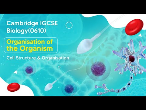 Unveiling the Wonders of Specialized Animal Cells & Functions | Cambridge IGCSE Biology