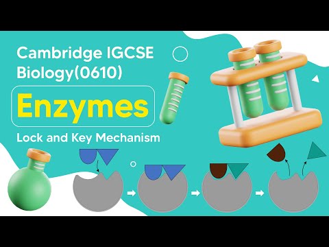Unveiling the Secrets of Enzymes: The Intricate Lock and Key Mechanism | Cambridge IGCSE Biology