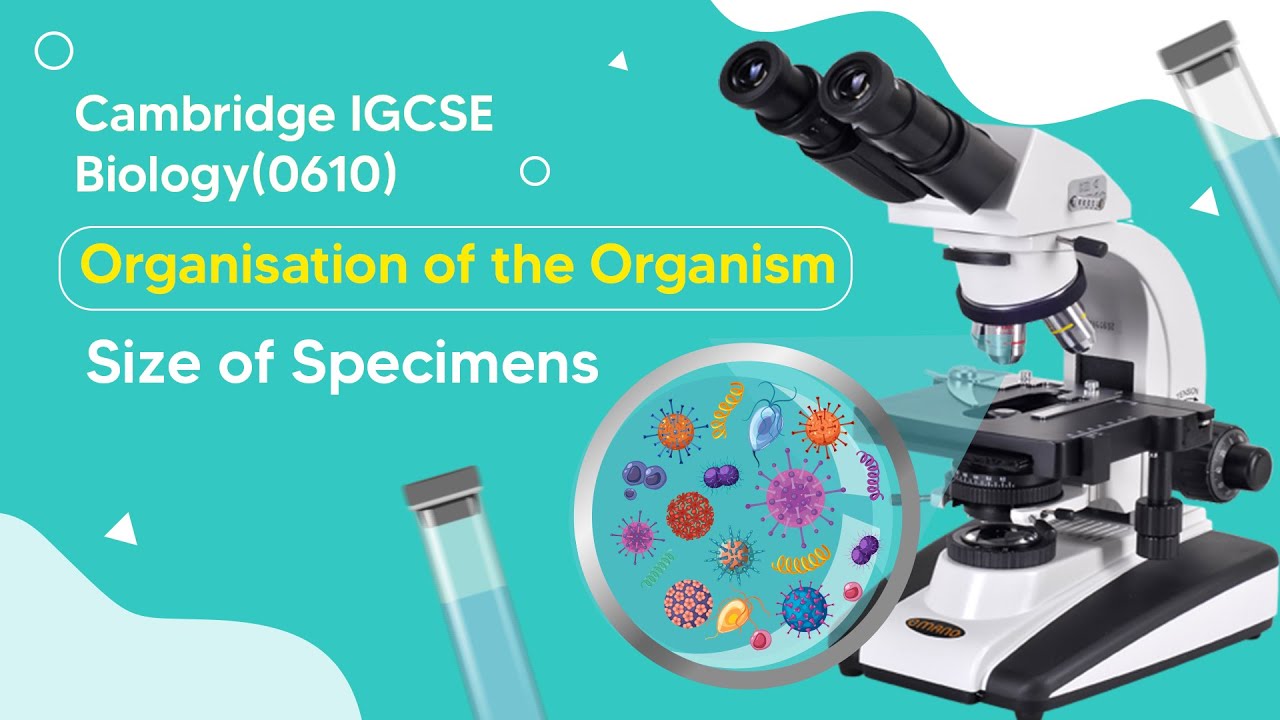 Beyond Perception: Exploring the Secrets of Organism Size