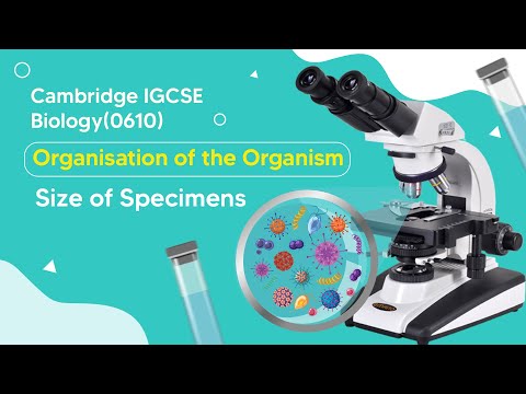 Beyond Perception: Exploring the Secrets of Organism Size
