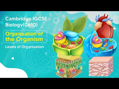 Discovering the Complexity : Exploring the Levels of Organization within Organisms